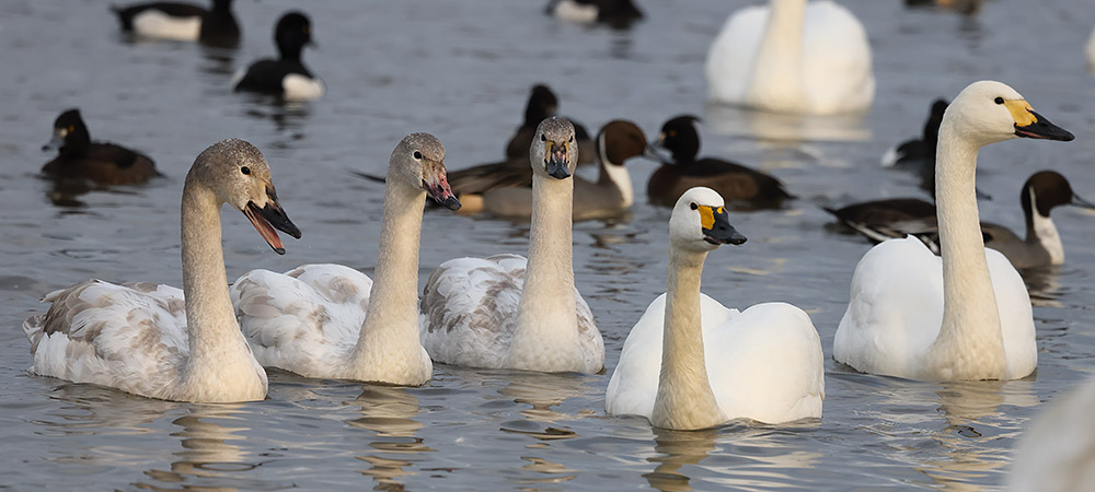 Bewick's swans